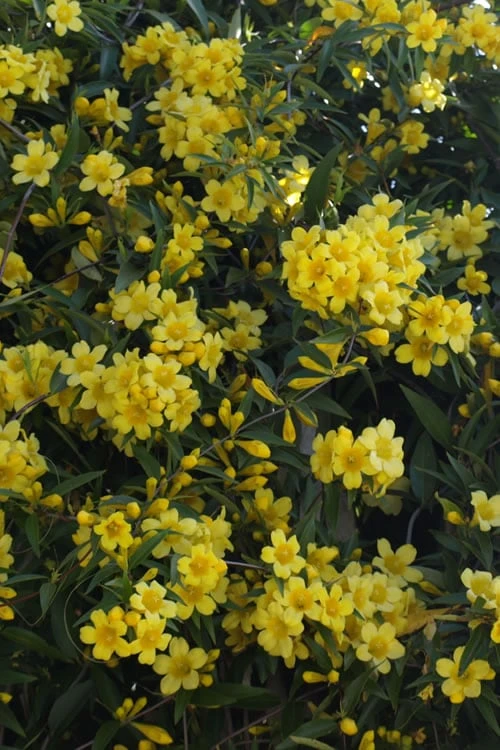 Duet Yellow Jasmine (Jessamine) - 2 Gallon Pot 8 Duet Yellow Jasmine (Jessamine) - 2 Gallon Pot - Image 6