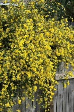 Duet Yellow Jasmine (Jessamine) - 2 Gallon Pot 12 Duet Yellow Jasmine (Jessamine) - 2 Gallon Pot -Plant Serie Store Jasmine Duet 8