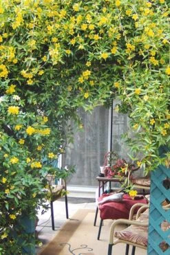 Duet Yellow Jasmine (Jessamine) - 2 Gallon Pot 13 Duet Yellow Jasmine (Jessamine) - 2 Gallon Pot -Plant Serie Store Jasmine Duet 9