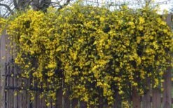 Duet Yellow Jasmine (Jessamine) - 2 Gallon Pot 15 Duet Yellow Jasmine (Jessamine) - 2 Gallon Pot -Plant Serie Store Jasmine Duet On Fence
