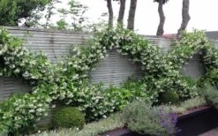 Madison Confederate Jasmine - 2 Gallon Pot -Plant Serie Store Jasmine Madison 12