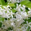 Madison Confederate Jasmine - 2 Gallon Pot -Plant Serie Store Jasmine Madison Rev 500x750 1