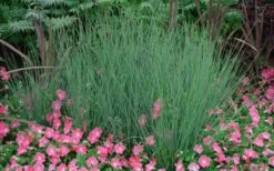 Blue Arrows Rush (Juncus Inflexus) - 6 Pack Of 1 Gallon Pots -Plant Serie Store Juncus Blue Arrows 12