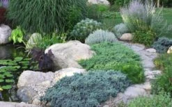 Blue Star Juniper - 1 Gallon Pot -Plant Serie Store Juniper Blue Star 14