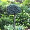 Blue Star Juniper Tree (Single Trunk Topiary) - 1 Gallon Pot -Plant Serie Store Juniper Blue Star Standard Topiary 1 1