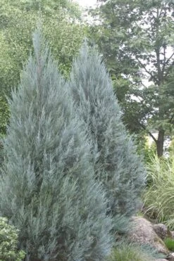 Moonglow Pyramidal Blue Juniper - 3 Gallon Pot 11 Moonglow Pyramidal Blue Juniper - 3 Gallon Pot -Plant Serie Store Juniper Moonglow 4