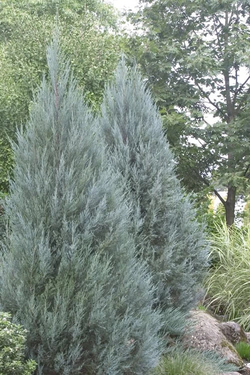 Moonglow Pyramidal Blue Juniper - 3 Gallon Pot 7 Moonglow Pyramidal Blue Juniper - 3 Gallon Pot - Image 5