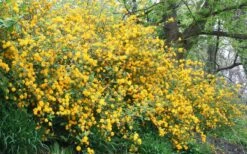 Japanese Marigold Bush - Kerria Japonica 'Pleniflora' - 1 Gallon Pot -Plant Serie Store Kerria 18