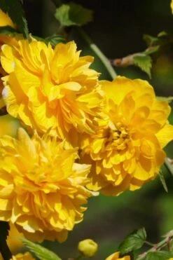 Japanese Marigold Bush - Kerria Japonica 'Pleniflora' - 1 Gallon Pot -Plant Serie Store Kerria 21