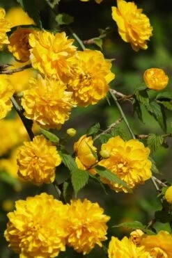 Japanese Marigold Bush - Kerria Japonica 'Pleniflora' - 1 Gallon Pot -Plant Serie Store Kerria 22