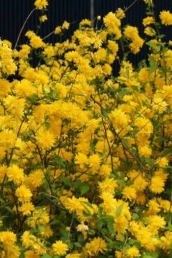Japanese Marigold Bush - Kerria Japonica 'Pleniflora' - 1 Gallon Pot -Plant Serie Store Kerria 5