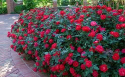 Red Double Knock Out Rose - 5 Gallon Pot -Plant Serie Store Knock Out Rose Double Red 7