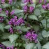 Beacon Silver Lamium - 5 Pack Of Pint Pots -Plant Serie Store Lamium Beacons Silver 1