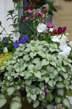 Beacon Silver Lamium - 5 Pack Of Pint Pots -Plant Serie Store Lamium Beacons Silver 2