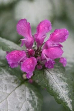 Beacon Silver Lamium - 5 Pack Of Pint Pots -Plant Serie Store Lamium Beacons Silver 4