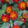Cosmic Firestorm Lantana - 1 Gallon Pot -Plant Serie Store Lantana Cosmic Firestorm 1