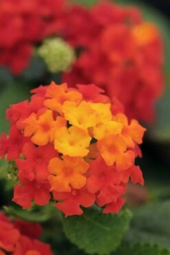 Cosmic Firestorm Lantana - 1 Gallon Pot -Plant Serie Store Lantana Little Lucky Red 500x750 1