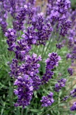 Hidcote Blue English Lavender - 1 Gallon Pot -Plant Serie Store Lavender Hidcote 2