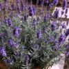 Hidcote Blue English Lavender - 1 Gallon Pot -Plant Serie Store Lavender Hidcote 3