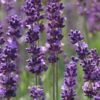 Phenomenal Lavender - 10" Patio Pot -Plant Serie Store Lavender Phenomenal 10