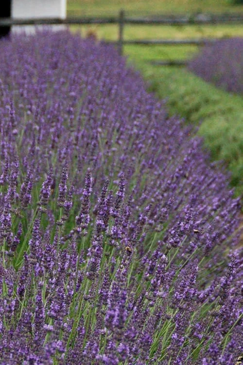 Phenomenal Lavender - 10" Patio Pot 8 Phenomenal Lavender - 10" Patio Pot - Image 6