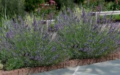 Phenomenal Lavender - 10" Patio Pot 11 Phenomenal Lavender - 10" Patio Pot -Plant Serie Store Lavender Phenomenal 13