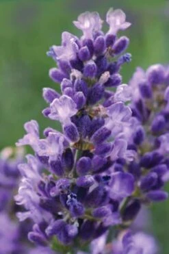 SuperBlue English Lavender - 1 Gallon Pot -Plant Serie Store Lavender Super Blue 1