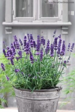 SuperBlue English Lavender - 1 Gallon Pot -Plant Serie Store Lavender Superblue 12