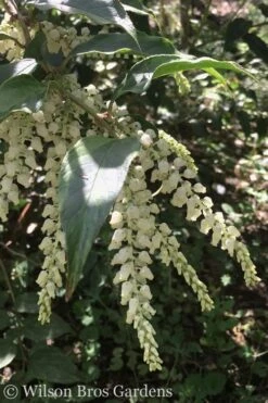 Rainbow Leucothoe (Drooping Fetterbush) - Leucothoe Fontanesiana - 5 Gallon Pot -Plant Serie Store Leucothoe Rainbow 3
