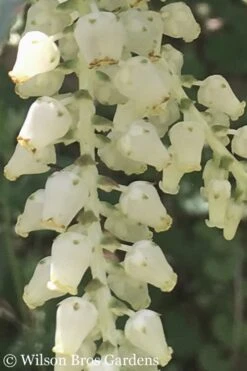 Rainbow Leucothoe (Drooping Fetterbush) - Leucothoe Fontanesiana - 5 Gallon Pot -Plant Serie Store Leucothoe Rainbow 5