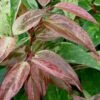 Rainbow Leucothoe (Drooping Fetterbush) - Leucothoe Fontanesiana - 5 Gallon Pot 2 Rainbow Leucothoe (Drooping Fetterbush) - Leucothoe Fontanesiana - 5 Gallon Pot -Plant Serie Store Leucothoe Rainbow 6