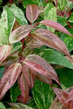 Rainbow Leucothoe (Drooping Fetterbush) - Leucothoe Fontanesiana - 5 Gallon Pot