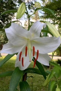 Casablanca Oriental Lily - 1 Gallon Pot 13 Casablanca Oriental Lily - 1 Gallon Pot -Plant Serie Store Lilium Casablanca 1