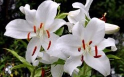 Casablanca Oriental Lily - 1 Gallon Pot 14 Casablanca Oriental Lily - 1 Gallon Pot -Plant Serie Store Lilium Casablanca 2