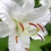 Casablanca Oriental Lily - 1 Gallon Pot -Plant Serie Store Lilium Casablanca 3