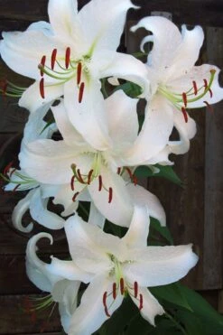 Casablanca Oriental Lily - 1 Gallon Pot 17 Casablanca Oriental Lily - 1 Gallon Pot -Plant Serie Store Lilium Casablanca 5