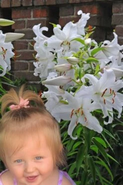 Casablanca Oriental Lily - 1 Gallon Pot 15 Casablanca Oriental Lily - 1 Gallon Pot -Plant Serie Store Lilium Casablanca 8