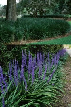Big Blue Lilyturf - Liriope Muscari - 18 Count Flat Of Pint Pots -Plant Serie Store Liriope Big Blue 13