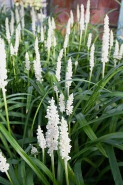 Monroe's White Liriope - Lilyturf - 3 Pack Of Pint Pots -Plant Serie Store Liriope Monroes White 500x750 1
