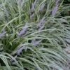 Silvery Sunproof Variegated Liriope - Lilyturf - 6 Pack Of 1 Gallon Pots -Plant Serie Store Liriope Silvery Sunproof 13
