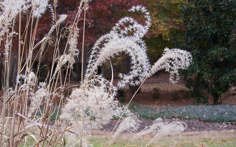 Little Zebra Grass - Miscanthus - 1 Gallon Pot 9 Little Zebra Grass - Miscanthus - 1 Gallon Pot - Image 7