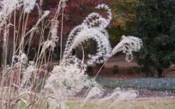 Little Zebra Grass - Miscanthus - 6 Pack Of 1 Gallon Pots -Plant Serie Store Little Zebra Grass 1