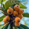 Loquat Tree - Eriobotrya Japonica - 3 Gallon Pot 2 Loquat Tree - Eriobotrya Japonica - 3 Gallon Pot -Plant Serie Store Loquat 10