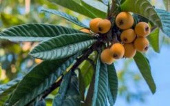 Loquat Tree - Eriobotrya Japonica - 3 Gallon Pot -Plant Serie Store Loquat 12