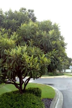 Loquat Tree - Eriobotrya Japonica - 3 Gallon Pot -Plant Serie Store Loquat Tree 500x750 1