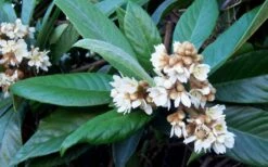 Loquat Tree - Eriobotrya Japonica - 3 Gallon Pot -Plant Serie Store Loquat Tree Flowers