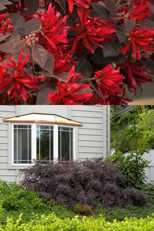 Little Moore Red Loropetalum (Chinese Fringeflower) - 3 Gallon Pot 6 Little Moore Red Loropetalum (Chinese Fringeflower) - 3 Gallon Pot - Image 4