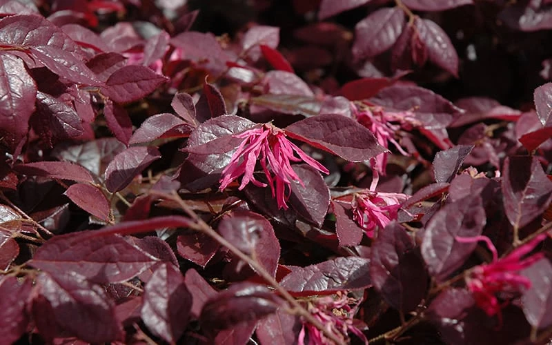 Plum Delight Loropetalum - Chinese Fringeflower - 3 Gallon Pot 6 Plum Delight Loropetalum - Chinese Fringeflower - 3 Gallon Pot - Image 4