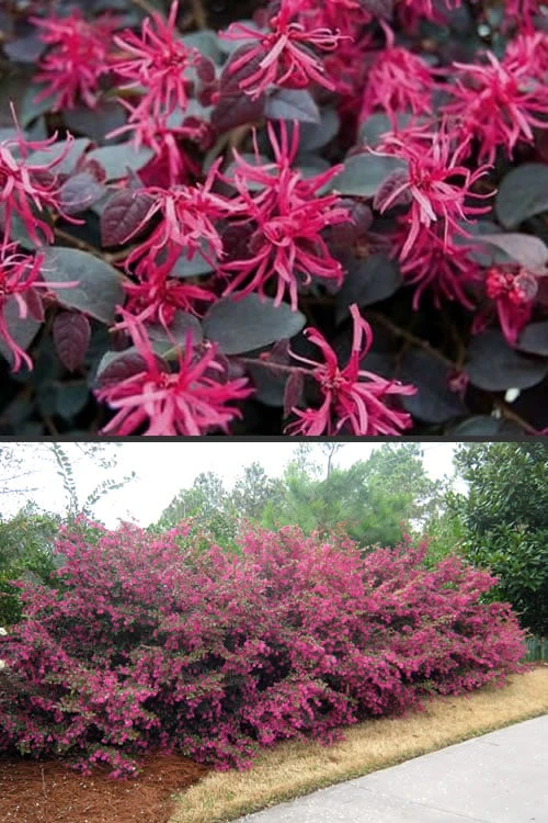 Plum Delight Loropetalum - Chinese Fringeflower - 3 Gallon Pot 3 Plum Delight Loropetalum - Chinese Fringeflower - 3 Gallon Pot