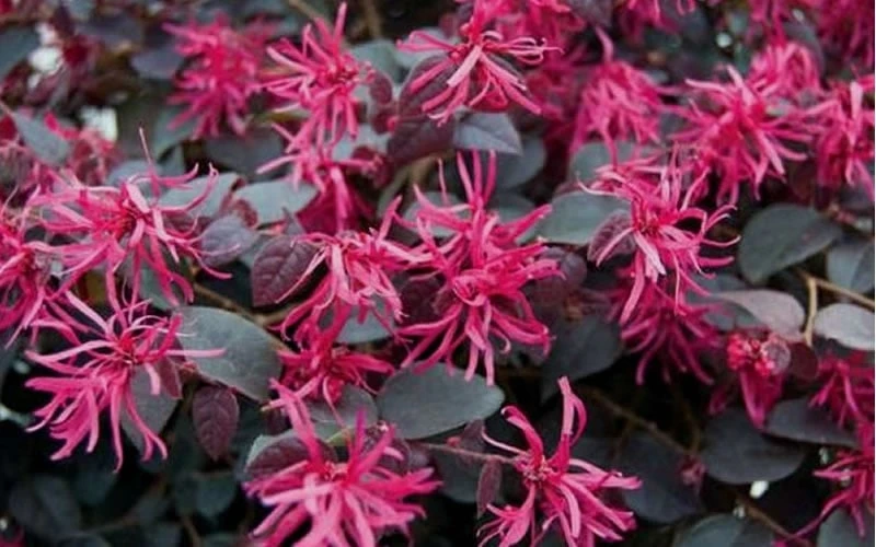 Plum Delight Loropetalum - Chinese Fringeflower - 3 Gallon Pot 8 Plum Delight Loropetalum - Chinese Fringeflower - 3 Gallon Pot - Image 6